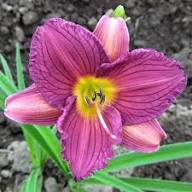 lue Hemerocallis Flower Seeds for Planting – Heirloom, Non-GMO, High Germination Organic Garden Seeds