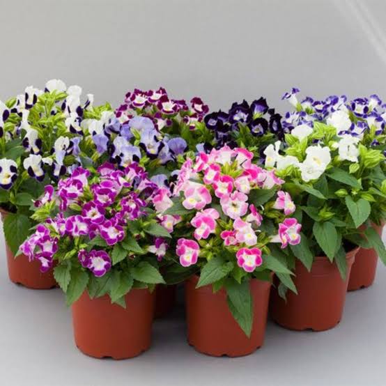 Torenia fournieri (Wishbone Flower) Seeds 