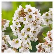 Mixed Bergenia Flower Seeds for Planting – Heirloom, Non-GMO, Hardy Variety Organic Garden Seeds