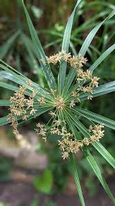 Green Cyperus Alternifolius Flower Seeds for Planting | Heirloom Non-GMO Organic Garden Seeds