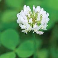 Clover Flower Seeds for Planting – Vibrant Colors, Heirloom, Non-GMO, High Germination Organic Garden Seeds