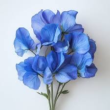 Deep Blue Sweet Pea Flower Seeds for Planting – Heirloom, Non-GMO, High Germination Organic Garden Seeds for Sun-Loving Blooms
