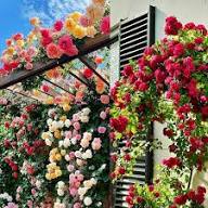 Mixed Liana Flower Seeds for Planting – Heirloom, Non-GMO, Colorful Display Organic Garden Seeds