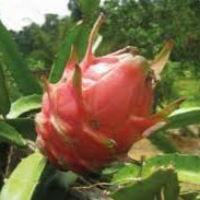 Fruit Seeds,Garden seeds, Seeds For Planting,Plant Seeds