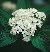 White Arrowwood Flower Seeds for Planting – Heirloom, Non-GMO, High Germination Organic Garden Seeds
