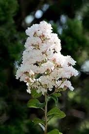 White Racemosa Flower Seeds for Planting – Heirloom, Non-GMO, High Germination Organic Garden Seeds