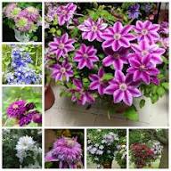 Heirloom Virginsbower Flower Seeds – Non-GMO, High Germination Organic Garden Seeds