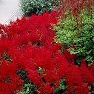 Red Astilbe Perennial Flower Seeds for Planting – Heirloom Non-GMO Pollinator Friendly Organic Garden Seeds