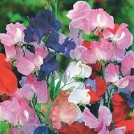 Sweet Peas Flower Seeds for Planting - Long Bloom, Heirloom, Non-GMO, High Germination Organic Seeds