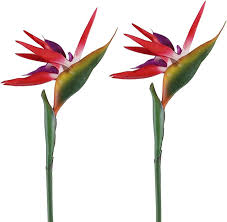 Red Strelitzia Flower Seeds for Planting – Heirloom, Non-GMO, High Germination Organic Garden Seeds