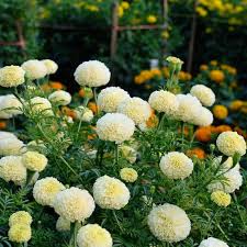 Heirloom Marigold Flower Seeds for Planting – Non-GMO, High Germination Organic Garden Seeds
