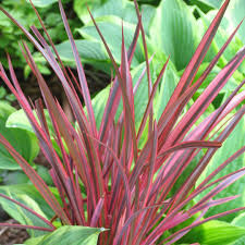 Red Phormium Flower Seeds for Planting – Heirloom, Non-GMO, Premium Quality Organic Garden Seeds