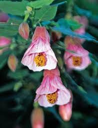 Pink Abutilon Striatum Flower Seeds for Planting – Wildflower Mix, Heirloom, Non-GMO, High Germination Organic Garden Seeds