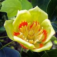Tulpenbaum Flower Seeds for Planting – Heirloom, Non-GMO, Sun Loving, High Germination Organic Garden Seeds