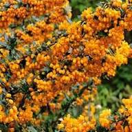 Yellow Darwinii Flower Seeds for Planting – Heirloom Non-GMO High Germination Organic Garden Seeds