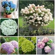 Green Blue Hydrangea Flower Seeds for Planting – Heirloom Non-GMO Sun Loving Organic Garden Seeds