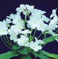 Streptocarpus Flower Seeds for Planting – Heirloom, Non-GMO Easy to Grow, High Germination Seeds