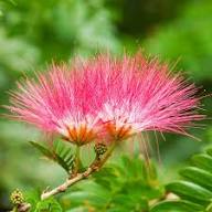Pink White Mimosa Flower Seeds for Planting | Heirloom Non-GMO Organic Garden Seeds