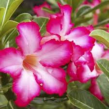 Adenium Flower Seeds for Planting – Heirloom, Non-GMO, Shade-Tolerant Organic Garden Seeds