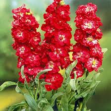 Red Matthiola Flower Seeds for Planting | Fragrant Blossoms Heirloom Non-GMO High Germination Organic Garden Seeds