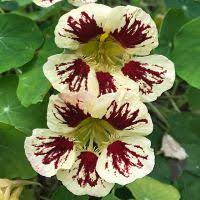 Green Nasturtium Flower Seeds for Planting | Heirloom Non-GMO High Germination Organic Garden Seeds