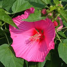 Mixed Luna Hibiscus Moscheutos Flower Seeds for Planting  - Hardy Swamp Rose Mallow for Garden & Wetlands, Easy to Grow Perennial
