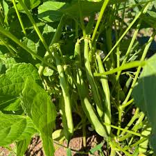 Yellow Arikara Bean flower seeds for planting - Heirloom & Non-GMO Garden Seeds