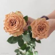 Brown Rose Flower Seeds for Planting – Heirloom, Non-GMO, High Germination Organic Garden Seeds