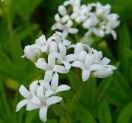 Woodruff Flower Seeds for Planting – Heirloom, Non-GMO, High Germination Organic Garden Seeds