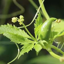 Cyclanthera Pedata Vegetable Seeds for Planting – Heirloom & Non-GMO Garden Seeds