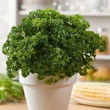 Green Petroselinum Crispum Vegetable Seeds for Planting – Heirloom & Non-GMO Garden Seeds