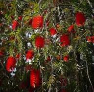 Brush Flower Seeds for Planting - Drought Tolerant, Heirloom &amp; GMO Free Seeds for Home Garden Non-GMO
