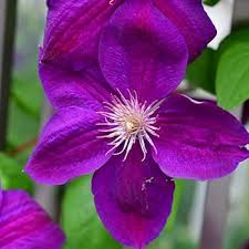 Deep Purple Clematis Flower Seeds for Planting – Cottage Garden Essential, Heirloom, Non-GMO Seeds for Home Garden
