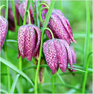 Green Fritillaria Flower Seeds for Planting – Heirloom, Non-GMO, Premium Quality Organic Garden Seeds