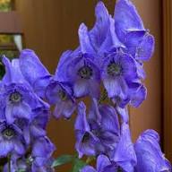Blue Carmichaelii Flower Seeds for Planting | Fragrant Blossoms Heirloom Non-GMO Organic Garden Seeds