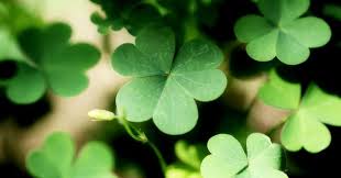 Green Leaf Clover Flower Seeds for Planting – Colorful Display Heirloom Non-GMO Garden Seeds