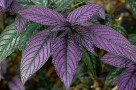 Caladium Purple Green Leaf  for Planting 100 pcs - Compact Growth, Heirloom & GMO Free Seeds for Home Garden