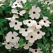 White Thunbergia Flower Seeds for Planting | Heirloom Non-GMO High Germination