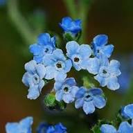Blue Cynoglossum Amabile Flower Seeds for Planting - Heirloom, Non-GMO, High Germination Organic Garden Seeds