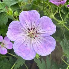 Light Lavender Geranium Flower Seeds for Planting – Heirloom, Non-GMO, High Germination Organic Garden Seeds