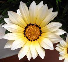 White Yellow Gazania Flower Seeds for Planting – Heirloom, Non-GMO, High Germination Organic Garden Seeds