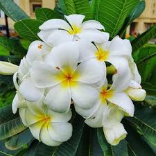 White Egg Flower Seeds for Planting – Heirloom Non-GMO Low Maintenance Organic Garden Seeds