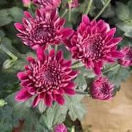 Heirloom Pink Argyranthemum Flower Seeds for Planting | Hardy Variety Non-GMO Organic Garden Seeds