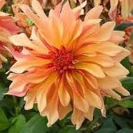 Dahlia Cancan Flower Seeds for Planting – Heirloom Non-GMO Premium Quality Organic Garden Seeds