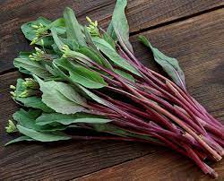 Purple Kosaitai Seeds for Planting – Heirloom Non-GMO Tender Asian Vegetable Garden Seeds with High Germination