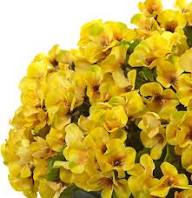 Yellow Geranium Flower Seeds for Planting – Heirloom, Non-GMO, High Germination Organic Garden Seeds