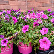 Mixed Laura Flower Seeds – Heirloom Non-GMO, High Germination Organic Garden Seeds for Colorful Borders &amp; Seasonal Planting