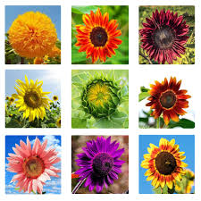 Mixed Sunflower Flower Seeds – Non-GMO, High Germination Heirloom Organic Garden Seeds