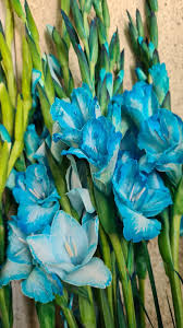 Sky Blue White Gladiolus Flower Seeds for Planting – Heirloom, Non-GMO, Shade Tolerant, Home Garden