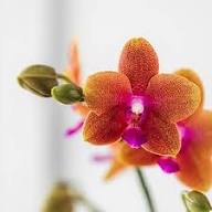 Red Yellow Phalaenopsis Orchid Flower Seeds for Planting - Vibrant Colors, Heirloom, Non-GMO, High Germination Organic Garden Seeds
